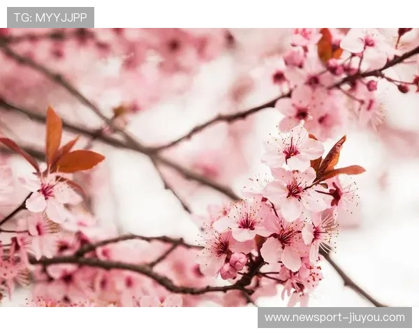 春日樱花绽放唯美画面记录浪漫瞬间的治愈视频